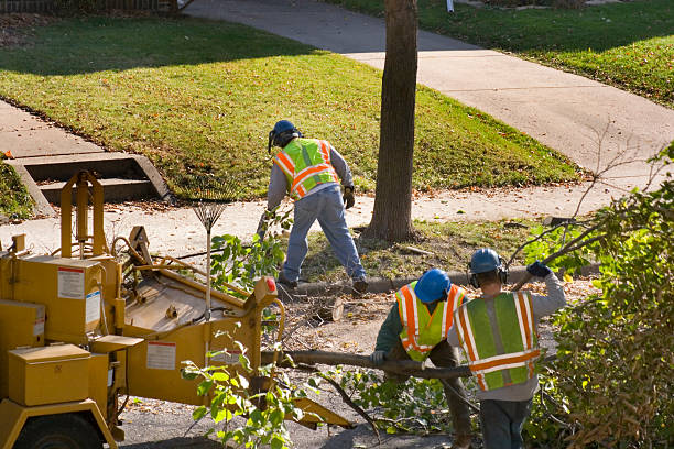 Best Storm Damage Tree Cleanup  in Central City, IL