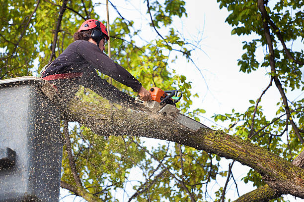  Central City, IL Tree Services Pros